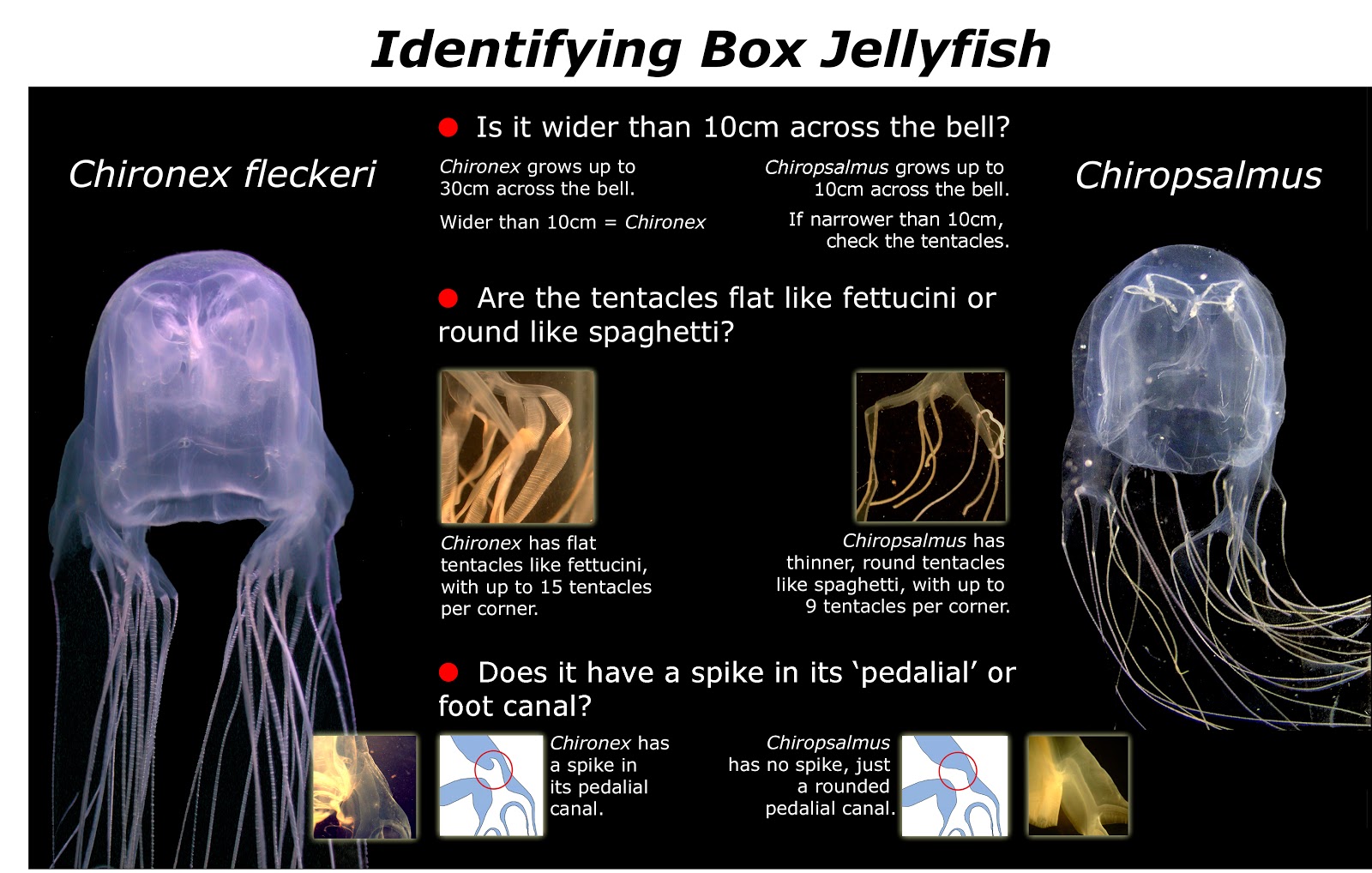 Info animales: CUBOMEDUSAS