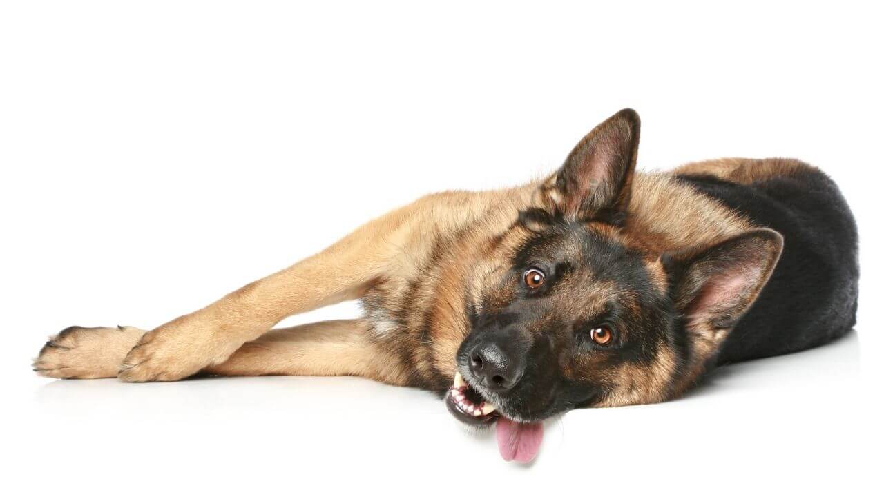 How long does German Shepherd Stay in Heat?