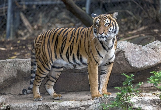 Harimau Malaya mati dibaham pasangan di Zoo San Diego