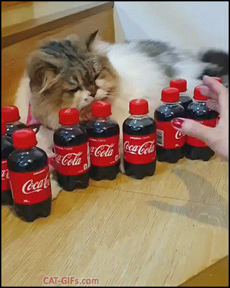 Funny Cat GIF • Possessive cat does NOT want to share his coke bottles with his thirsty humans, haha: Funny Cat GIF • Possessive cat does NOT want to share his coke bottles with his thirsty humans, haha: