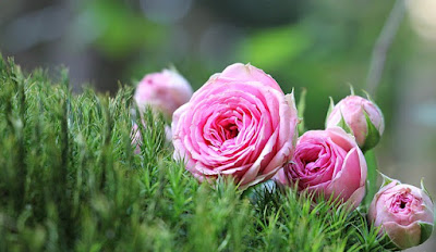 15 Jenis bunga Mawar dan artinya  mastimon com