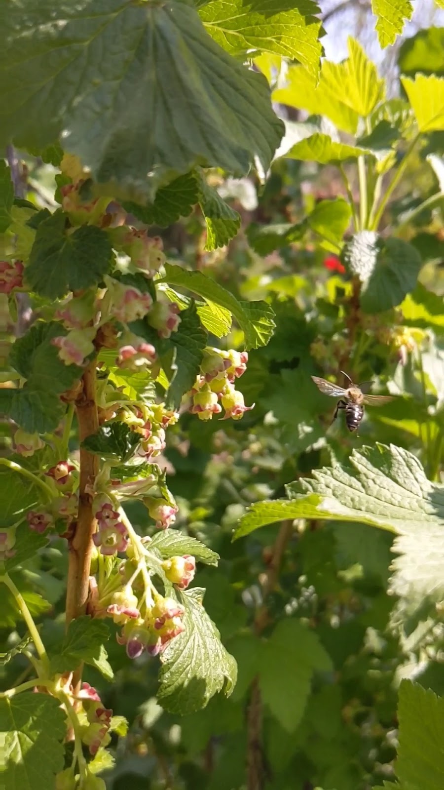 Balkan Ecology Project Spring Pruning, Garlic Mustard Ground Cover