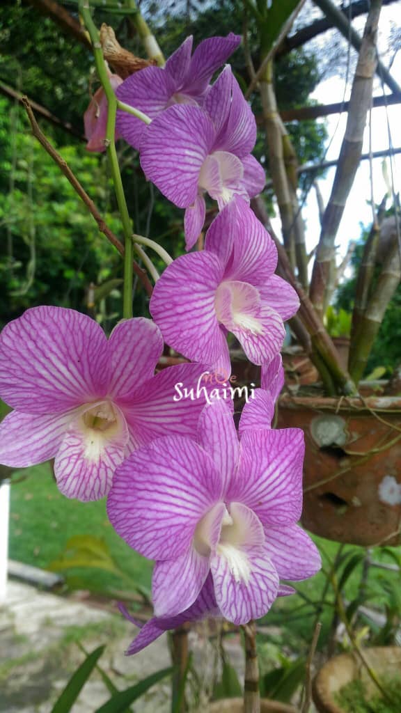 Noesuhaimi Bunga Orkid Putih Dan Ungu