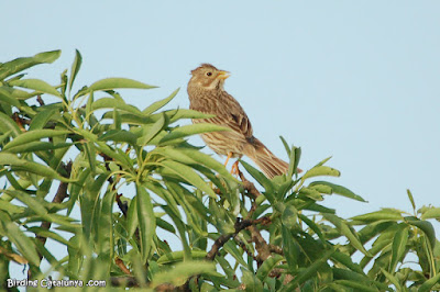 Cruixidell (Emberiza calandra)