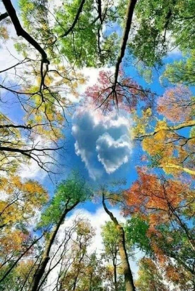 why do some plants eat meat?