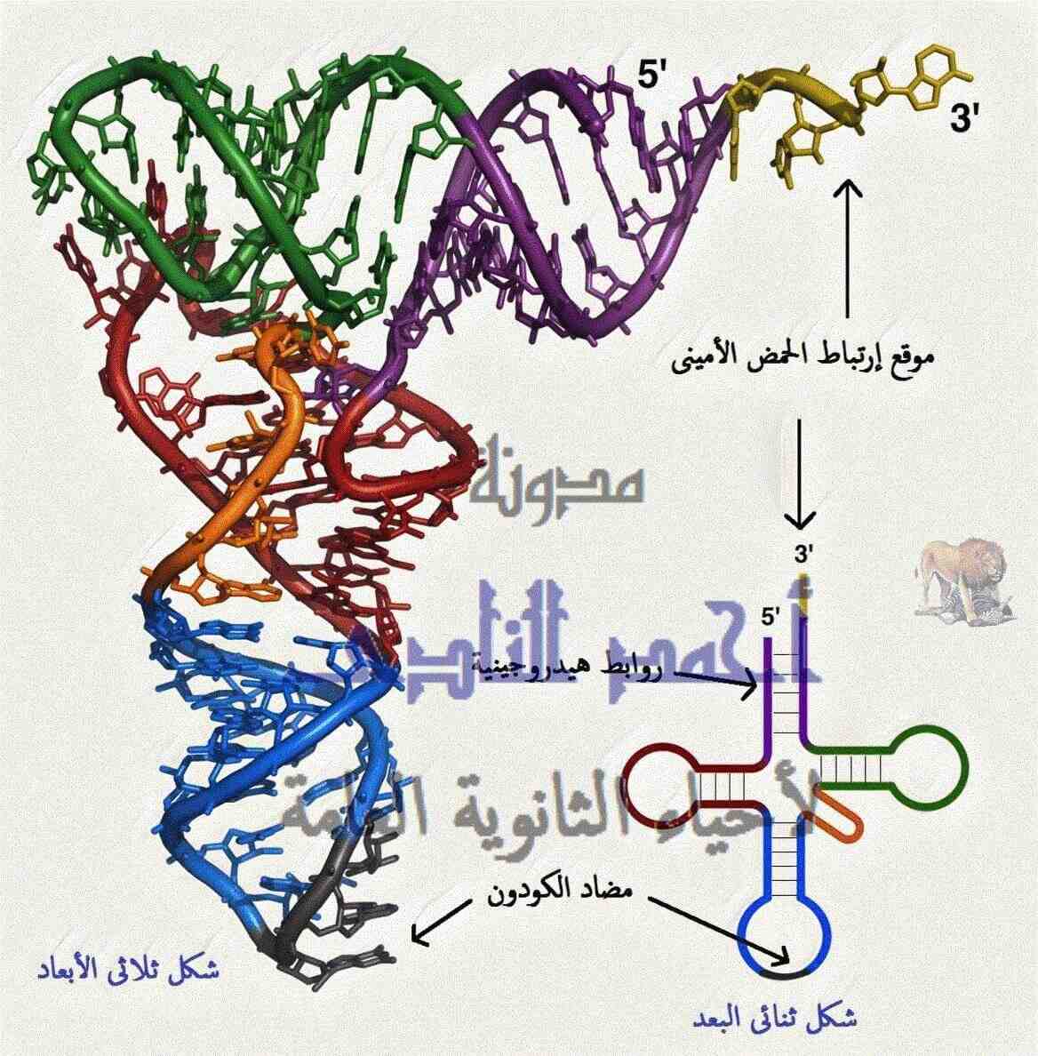 الحمض النووى الريبوزى الناقل - t.rna– مضاد الكودون - الثالث الثانوى  