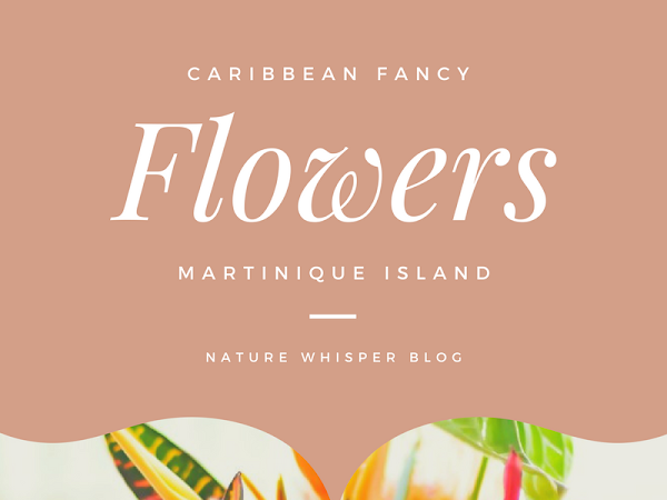 FANCY FLOWERS: Caribbiean Tropical Flowers (Part one)
