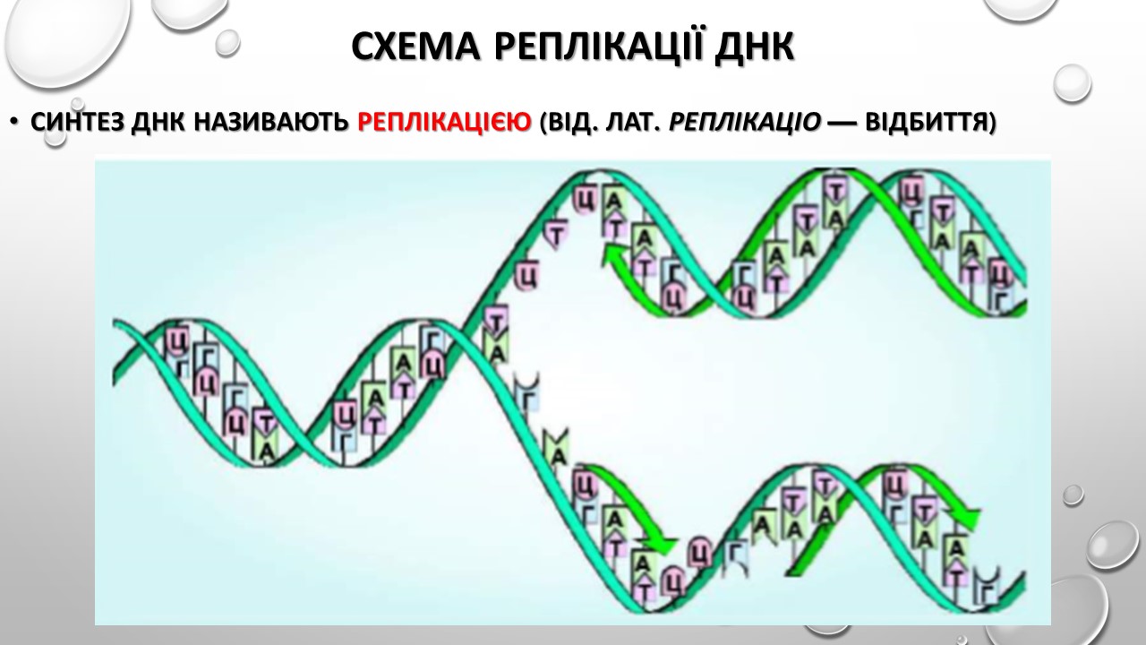 Спирализация молекулы. Спирализация ДНК. Степени спирализации ДНК. Двухцепочная ДНК схема. Этапы характерны для спирализации ДНК.