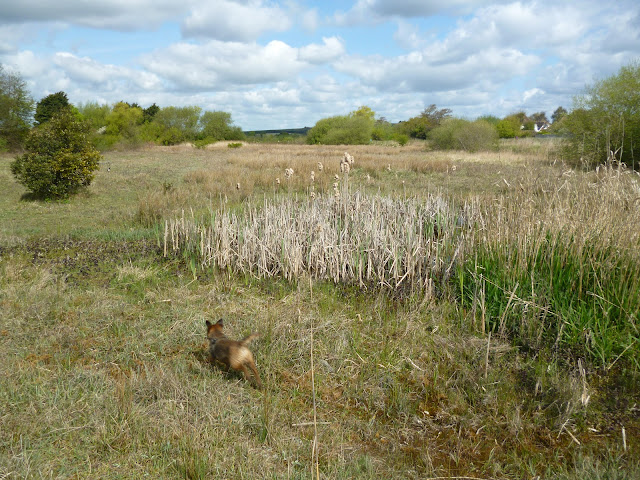 border terrier running