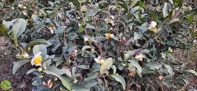Tea Plants in Dehradun