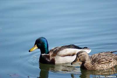 Rata Duck Pato Canard Änte Πάπια