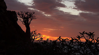 Σοκότρα: Ένα αλλόκοσμο νησί βαμμένο με το αίμα του δράκου. Με φωτογραφίες από την απαγορευμένη ταινία "UNKNOWN LAND" (ΑΓΝΩΣΤΗ ΓΗ)  