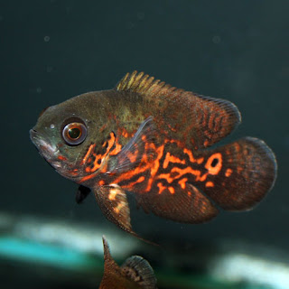 Oscar, astronotus ocellatus, Oscar, astronotus ocellatus,