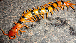 centipede tiger giant indian