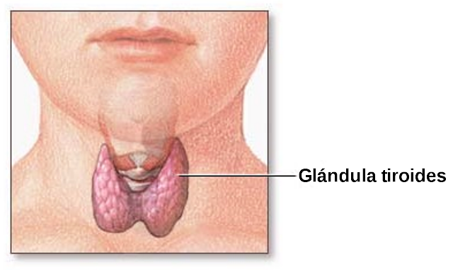 Ganoderma Lucidum Benefits on Thyroid