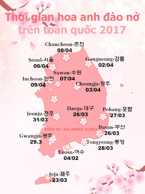 Dự báo lịch nở hoa anh đào ở Hàn Quốc 2018 và địa điểm ngắm hoa