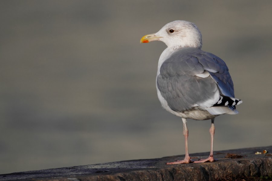 GullDK European Herring Gull with an unusual dark eye on both sides