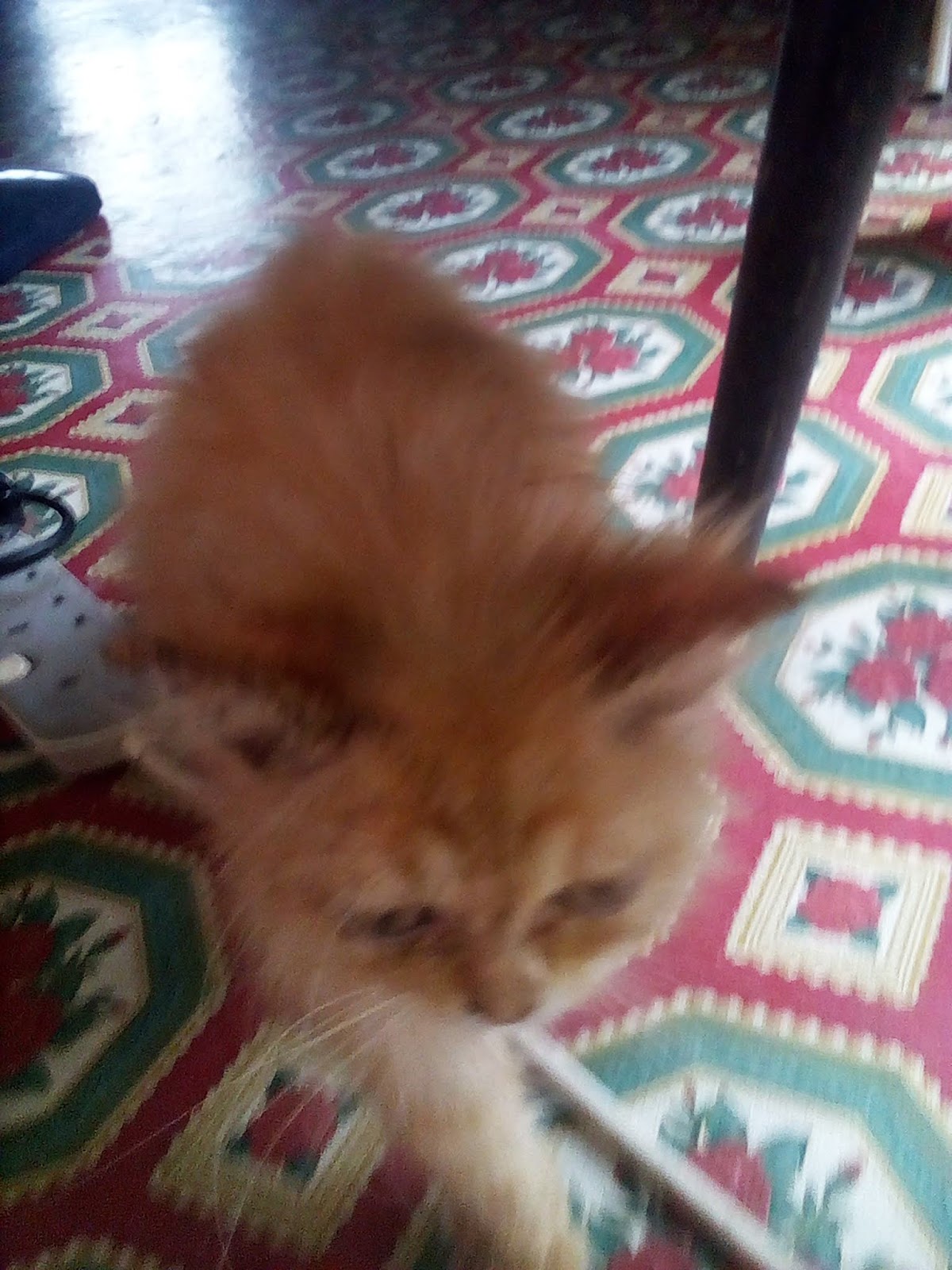 Ubat Telinga Kucing Kurap  Rumah Kris