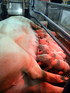 Newborn piglets feeding at the Minnesota State Fair in Minneapolis