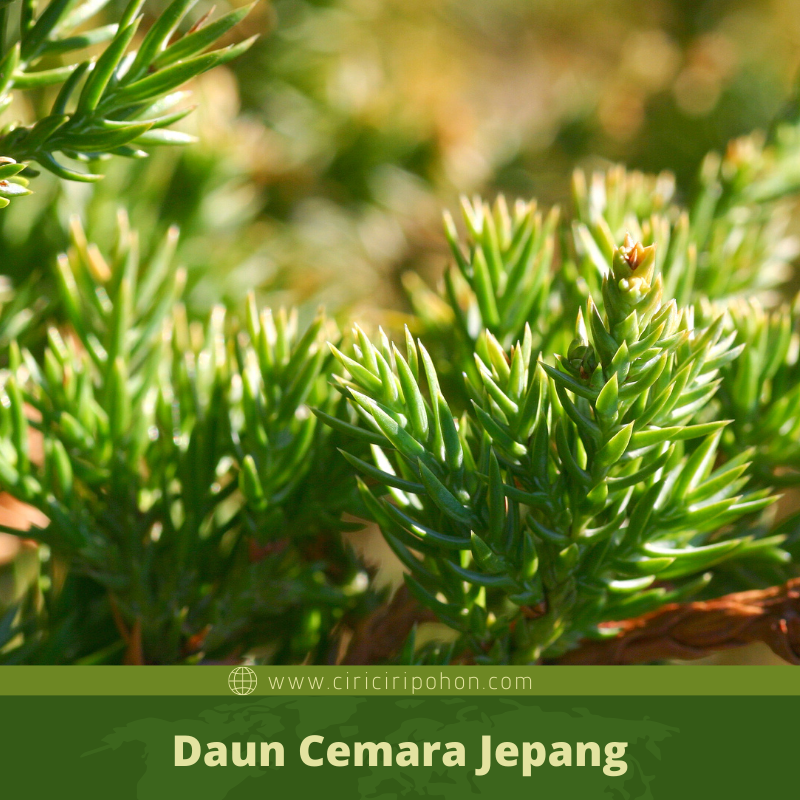  Ciri  Ciri  Pohon Cemara Jepang Juniperus procumbens Di 