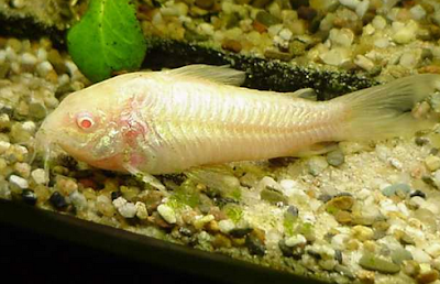 Jenis Ikan Corydoras Albino Paling Populer 