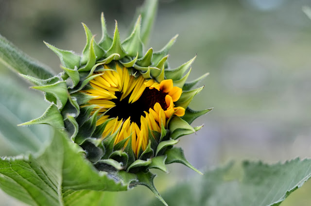 Barberry Hill Farm: Sunflowers of Autumn