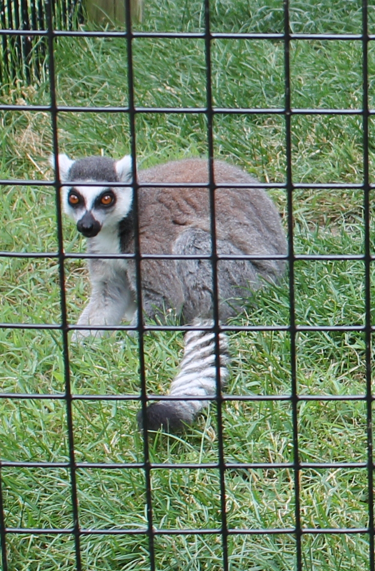 Hoorahoopti Away Scovill ZooDecatur, IL