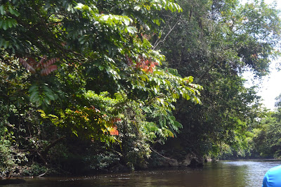 Pohon tumbuh subur dan hijau di tepi sungai Pohon tumbuh subur dan hijau di tepi sungai