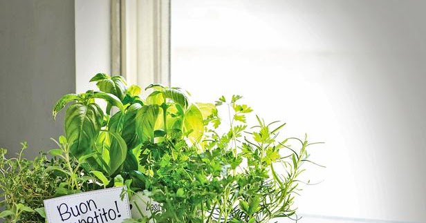 Grow Your Own Kitchen Countertop Herb Garden