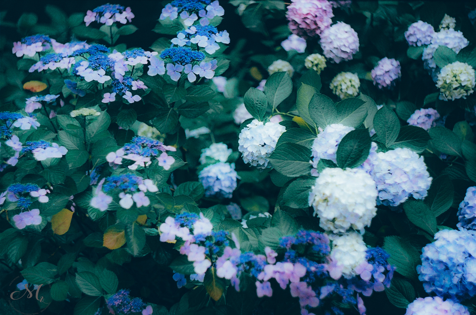 White Hydrangea With Images Incrediball Hydrangea Hydrangea