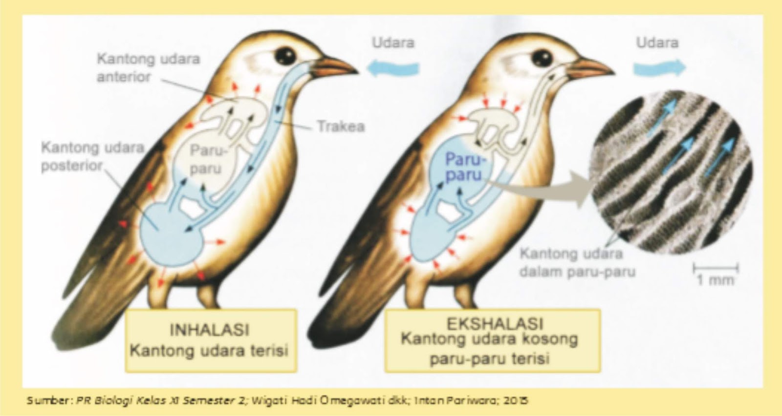 7 Hewan Dengan Sistem Pernapasanya Materi Kelas V Sd Mi Tema 2