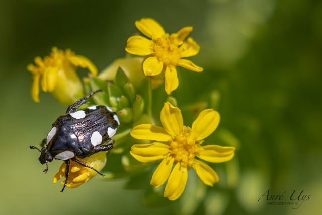 Giant Jewel Beetle & Flower Kirstenbosch National Botanical garden