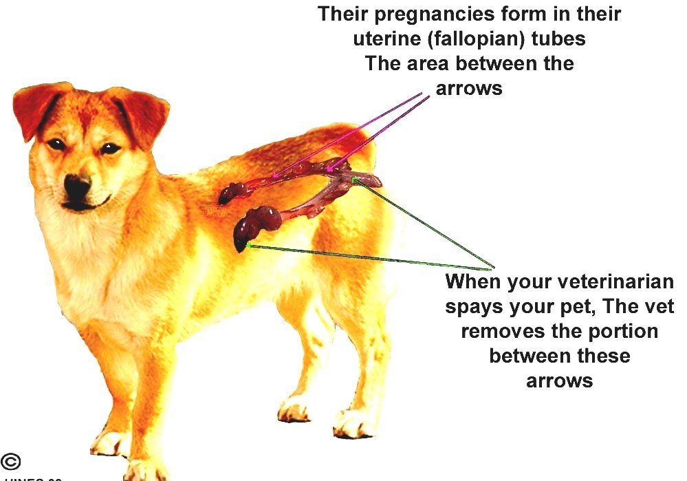 Neutering When To Neuter Dog