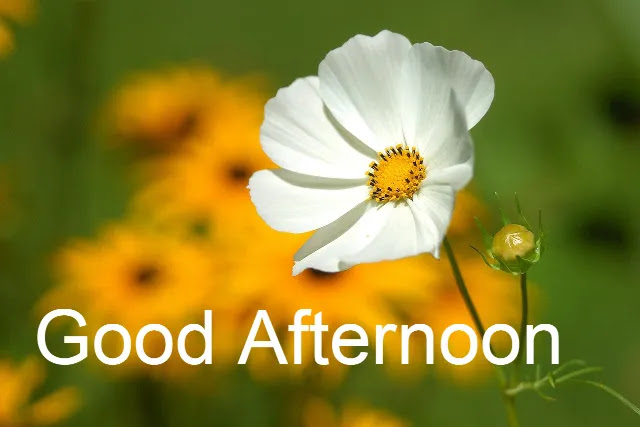 Good Afternoon Image HD Good Afternoon Image HD