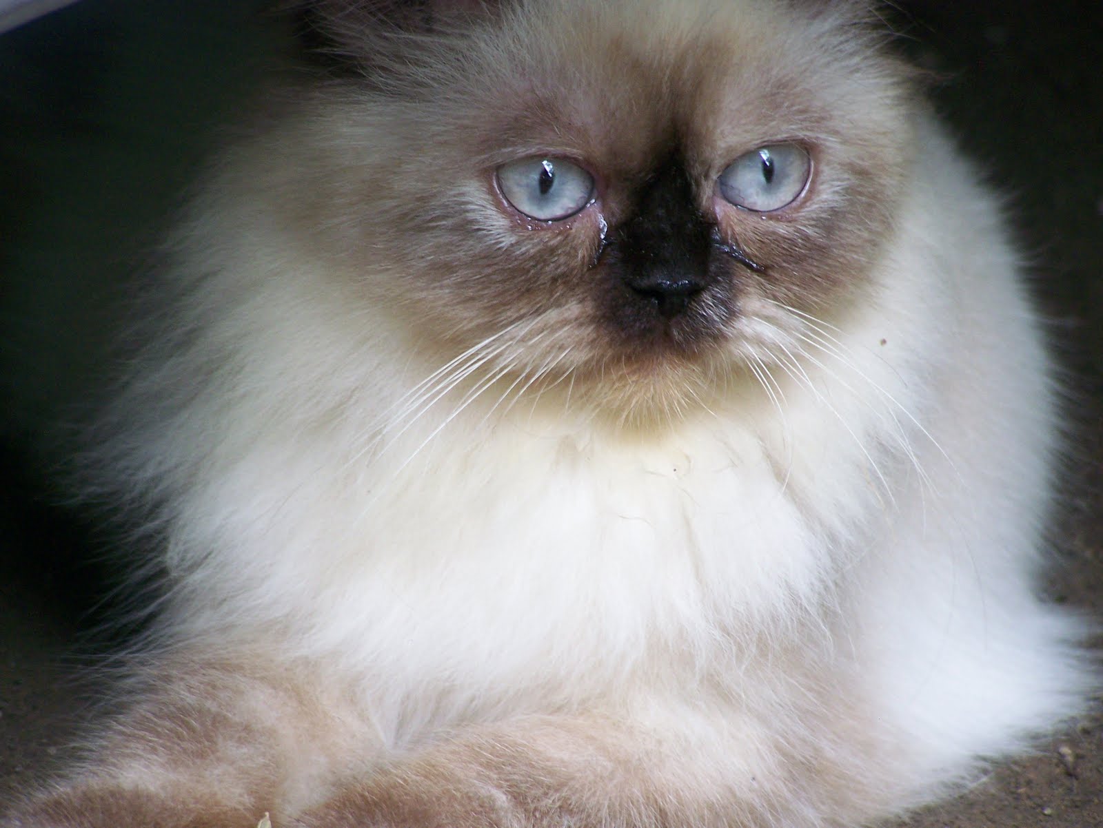 KUCING PERSIA: jual kucing himalaya