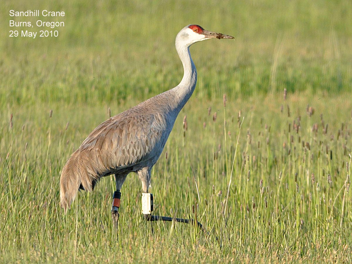 Northwest Nature Notes SANDHILL CRANES THRIVE IN THE NORTHWEST