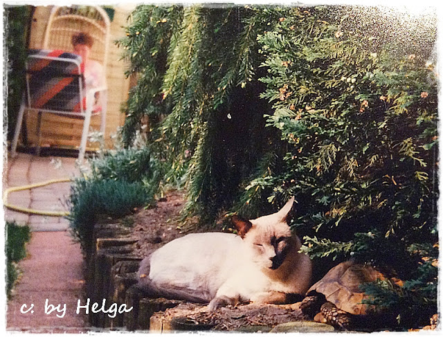 Achimsgarten Der Selbstversorger Und Garten Blog Latest