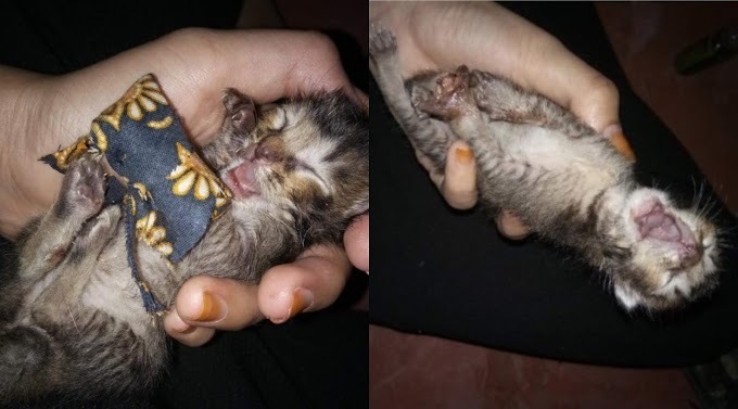 Manusia Berhati Binatang. Kejam! Gunting Tangan Kucing..