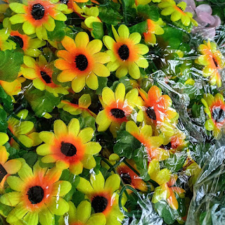 Foto Bunga Matahari Rambat