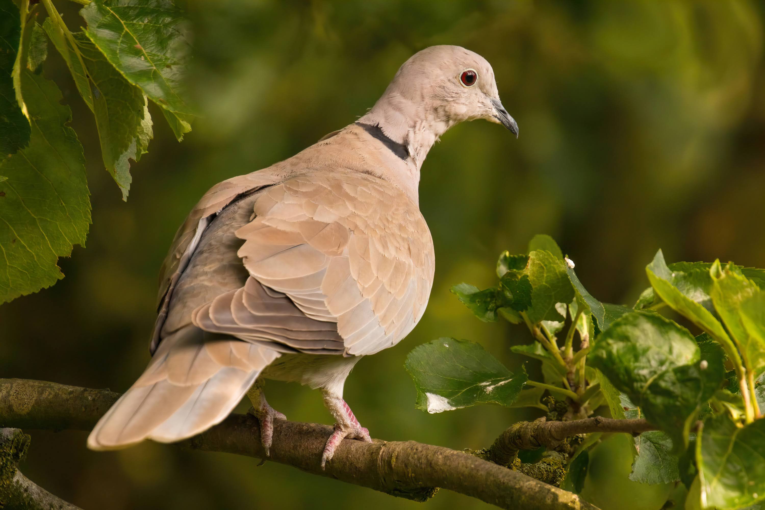 Binary Pictures Collared dove