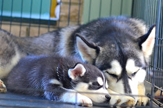 Siberian Husky Snow Dogs HD Wallpapers 