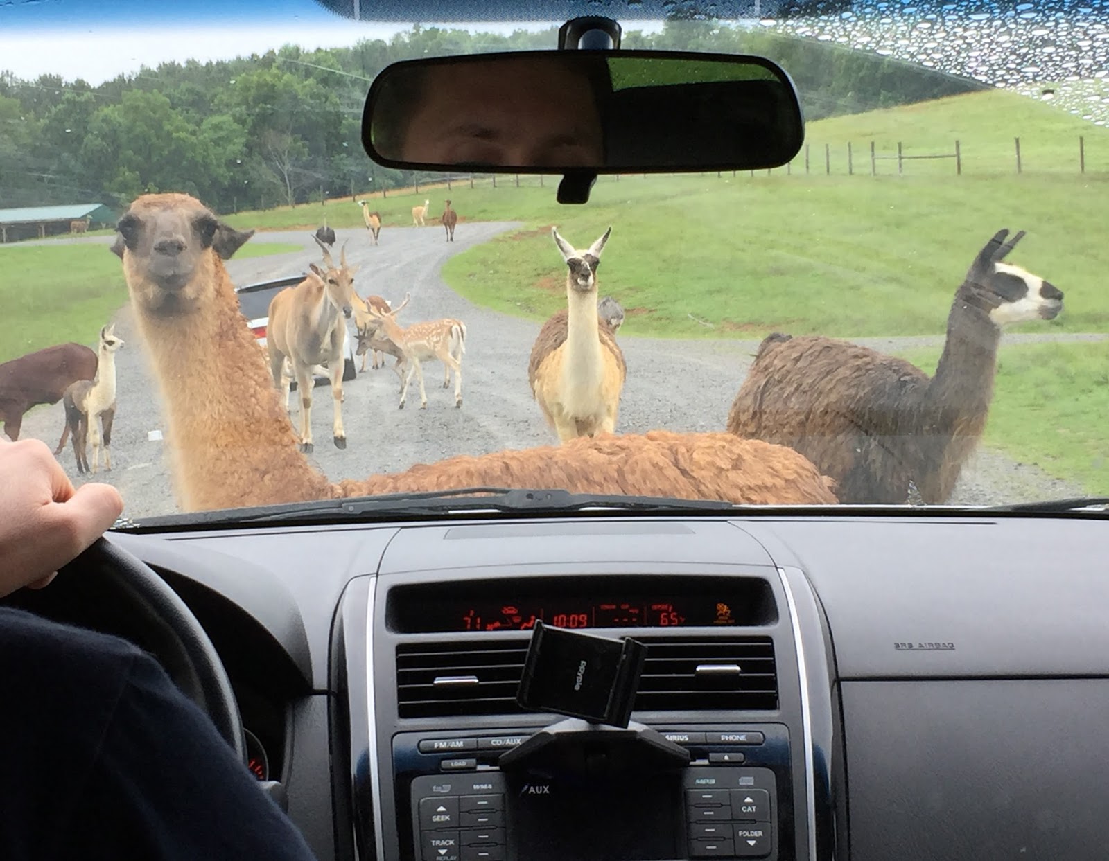 Virginia Safari Park Natural Bridge, VA Been There Done That with Kids