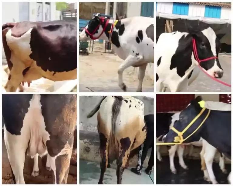 Holstein Friesian Cow 40 Liter Milk For Lakh I Dairy 51 OFF holstein-friesian-cow-40-liter-milk-for-lakh-i-dairy-51-off