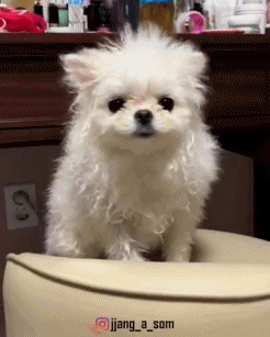 여러분들이 몰랐던 솜사탕이 만들어지는 과정.gif | 인스티즈