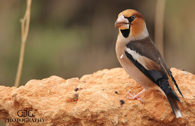 Durbec (Coccothraustes coccothraustes)