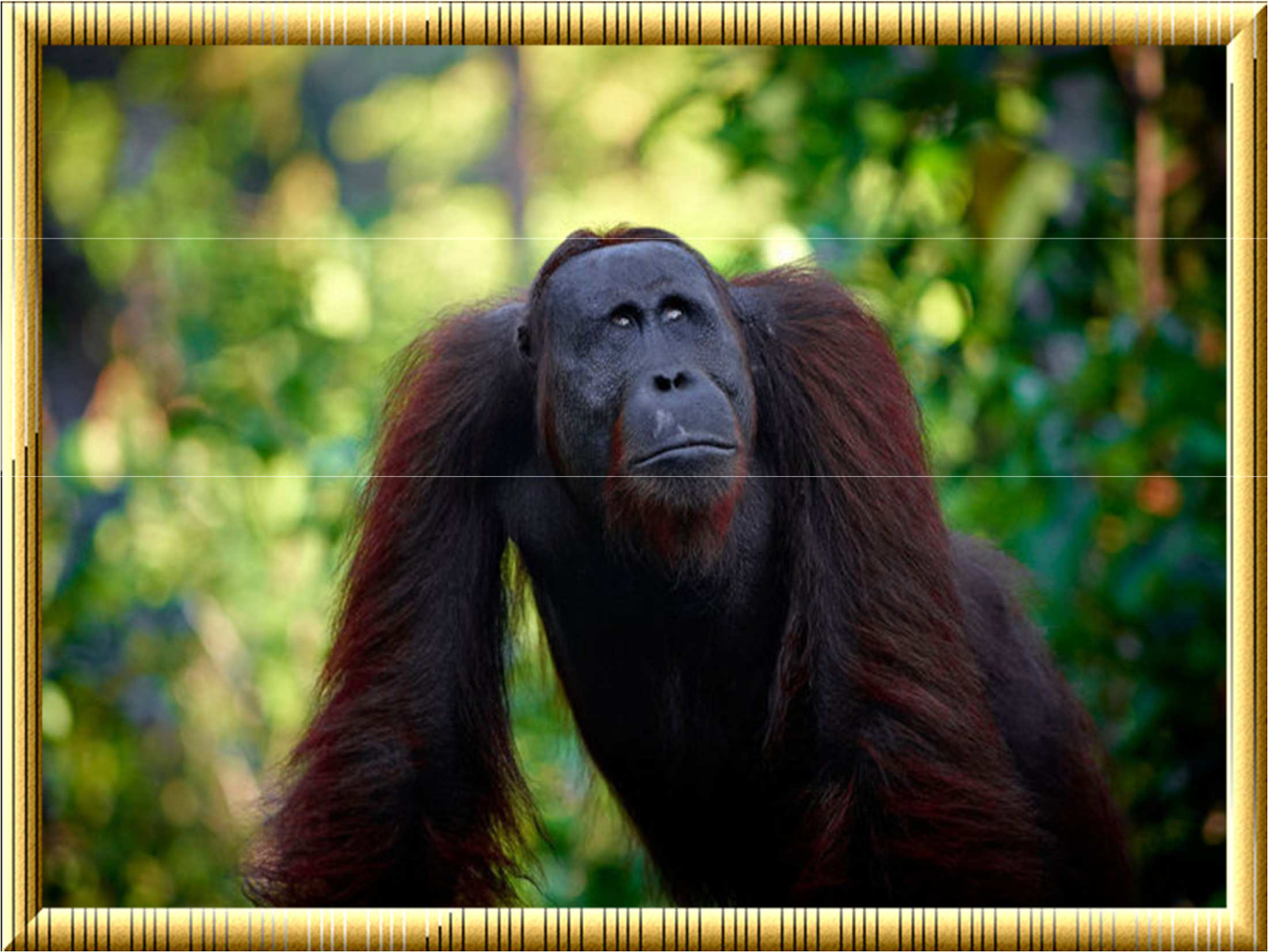 Горилла орангутан шимпанзе. Человекообразные обезьяны орангутанг. Орангутан и шимпанзе. Шимпанзе человекообразные обезьяны. Животное орангутан.