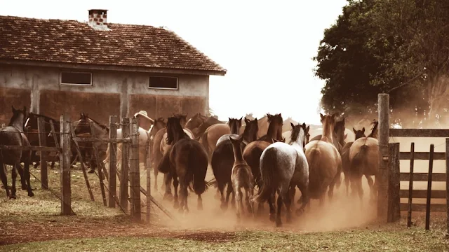 http://www.reporterriograndense.com.br/2017/09/DeVezEmQuando.CleciusPaganella.Poesias.html