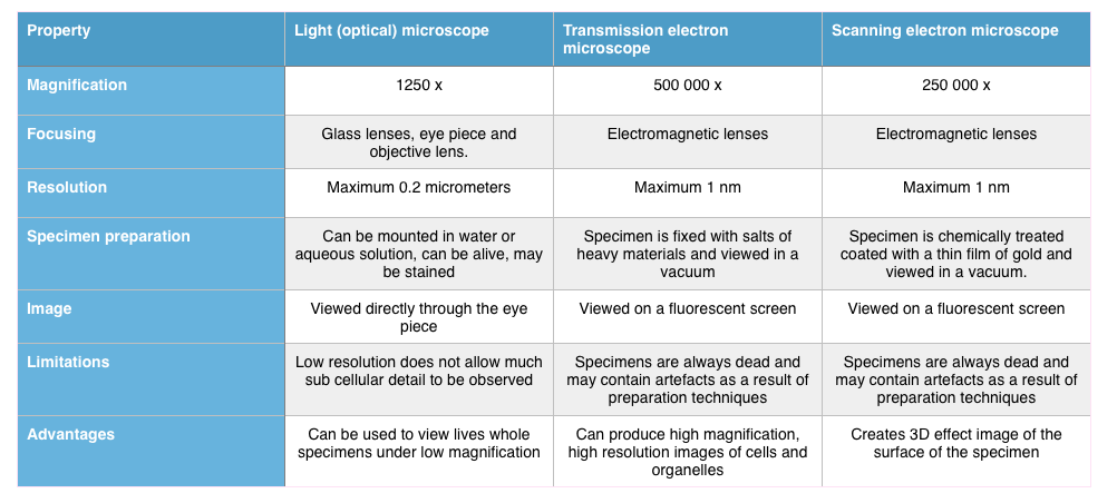 Biology AS : Magnification