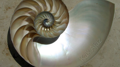 Pembahasan Matematika IPA UN: Logaritma, spiral logaritma