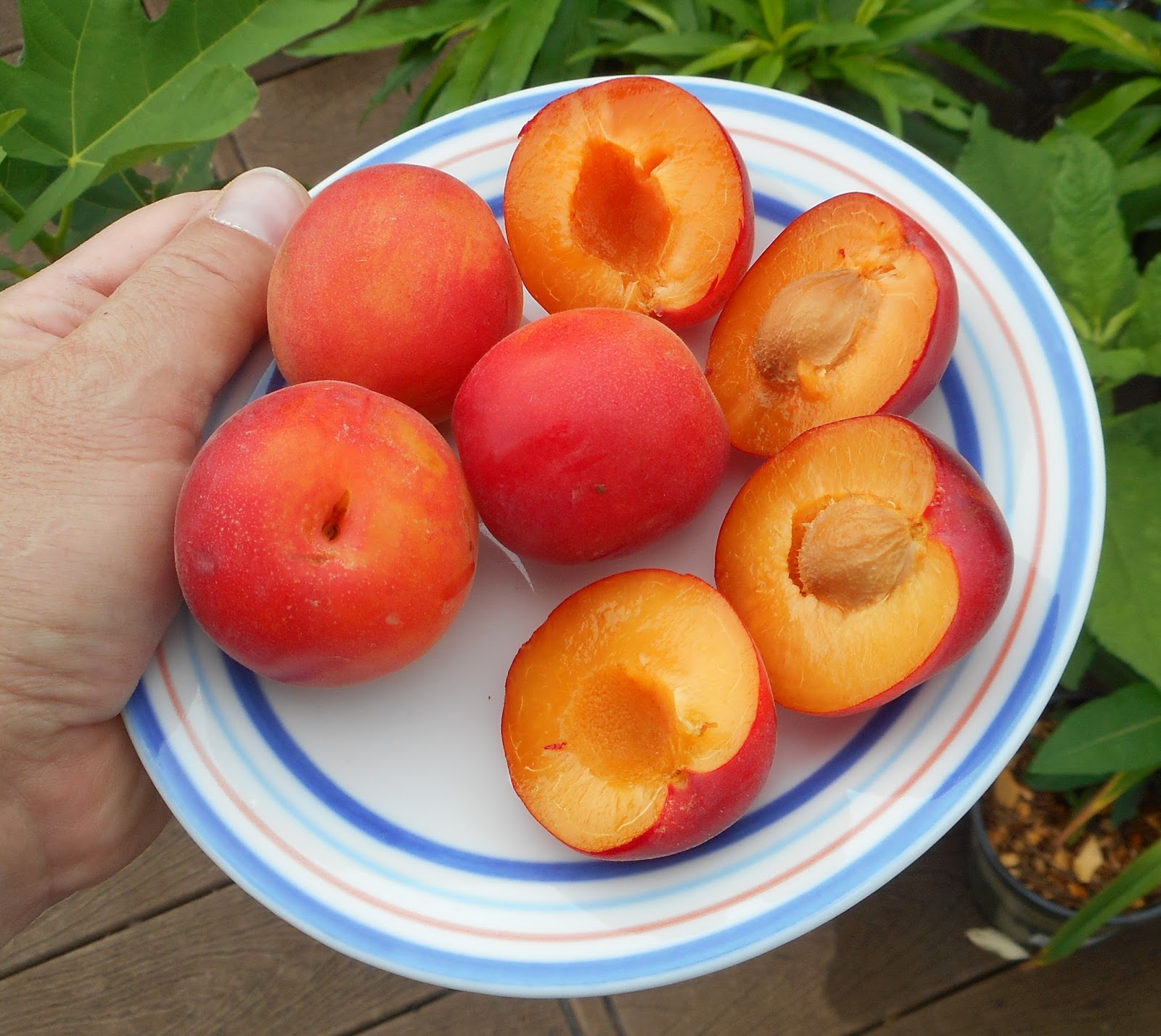 Гибрид абрикоса и персика шарафуга. Шарафуга (гибрид). Гибрид слива персик абрикос шарафуга.